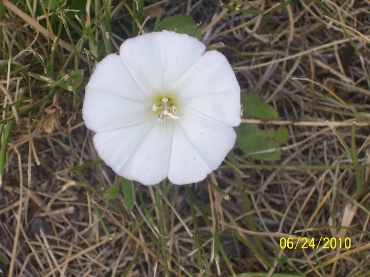 the white pinwheel