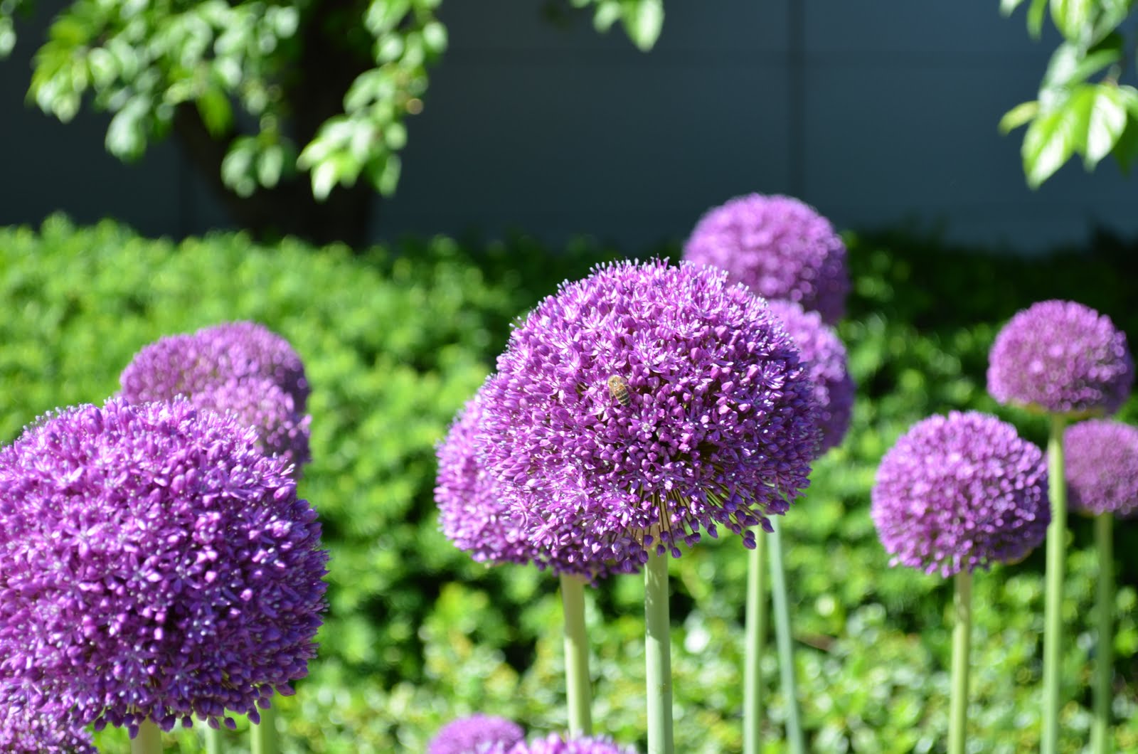 Free Photography Bumblebee on large purple round flowers