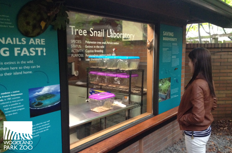 Woodland Park Zoo Blog Bringing Tahitian snails back from extinction