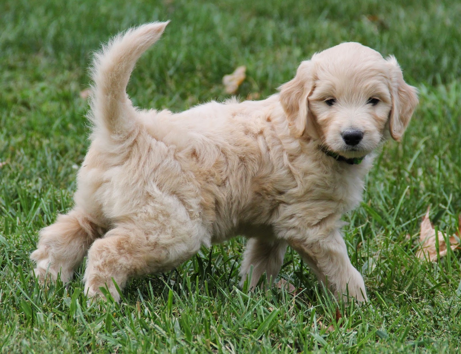 Yesteryear Acres Doodle Days Monday Goldendoodle Puppy Pictures