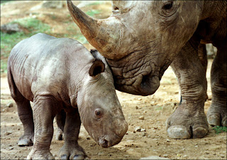 javan rhinoceros