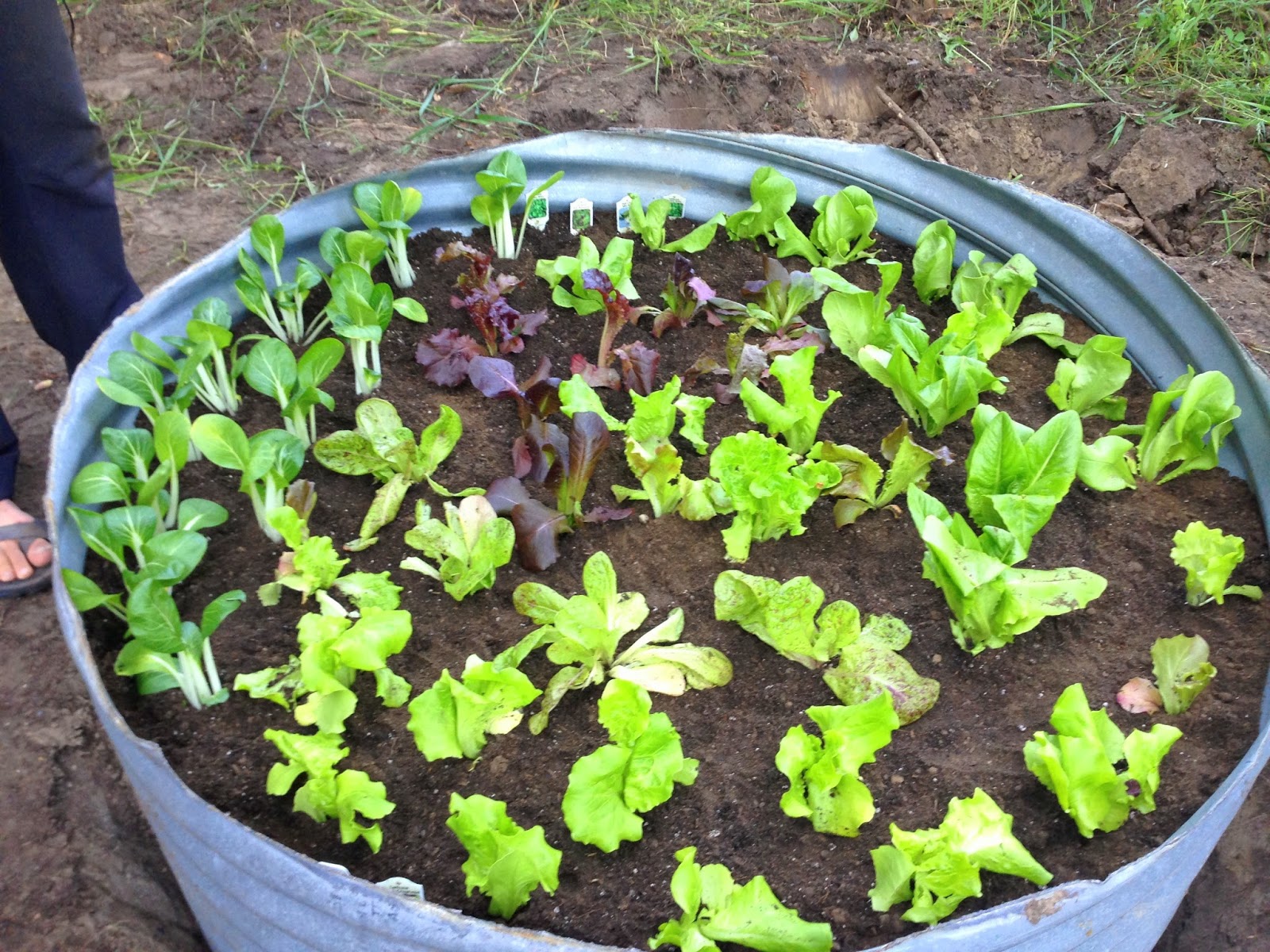 DIY Lettuce Garden
