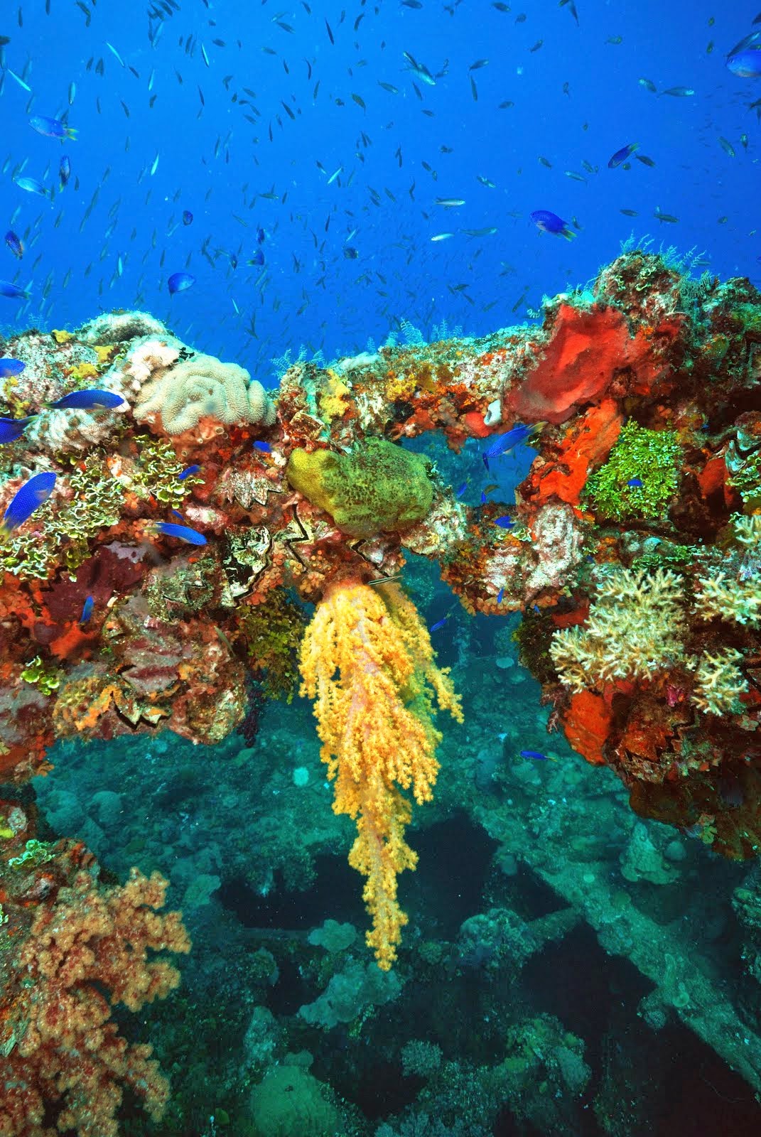 Diving Chuuk Lagoon