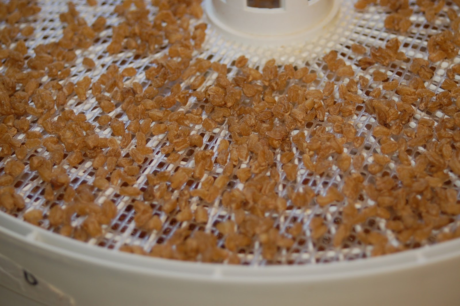 Dehydrating Way Beyond Jerky Dehydrating Cooked Whole Grains