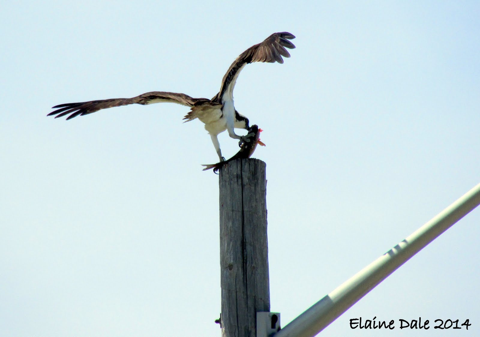 Osprey nest