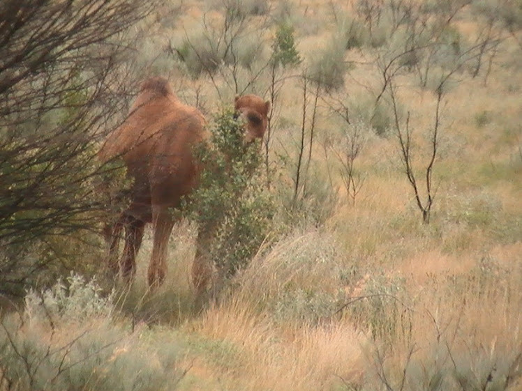 A NORTHERN TERRITORY'S..... GRAZING WILD CAMEL