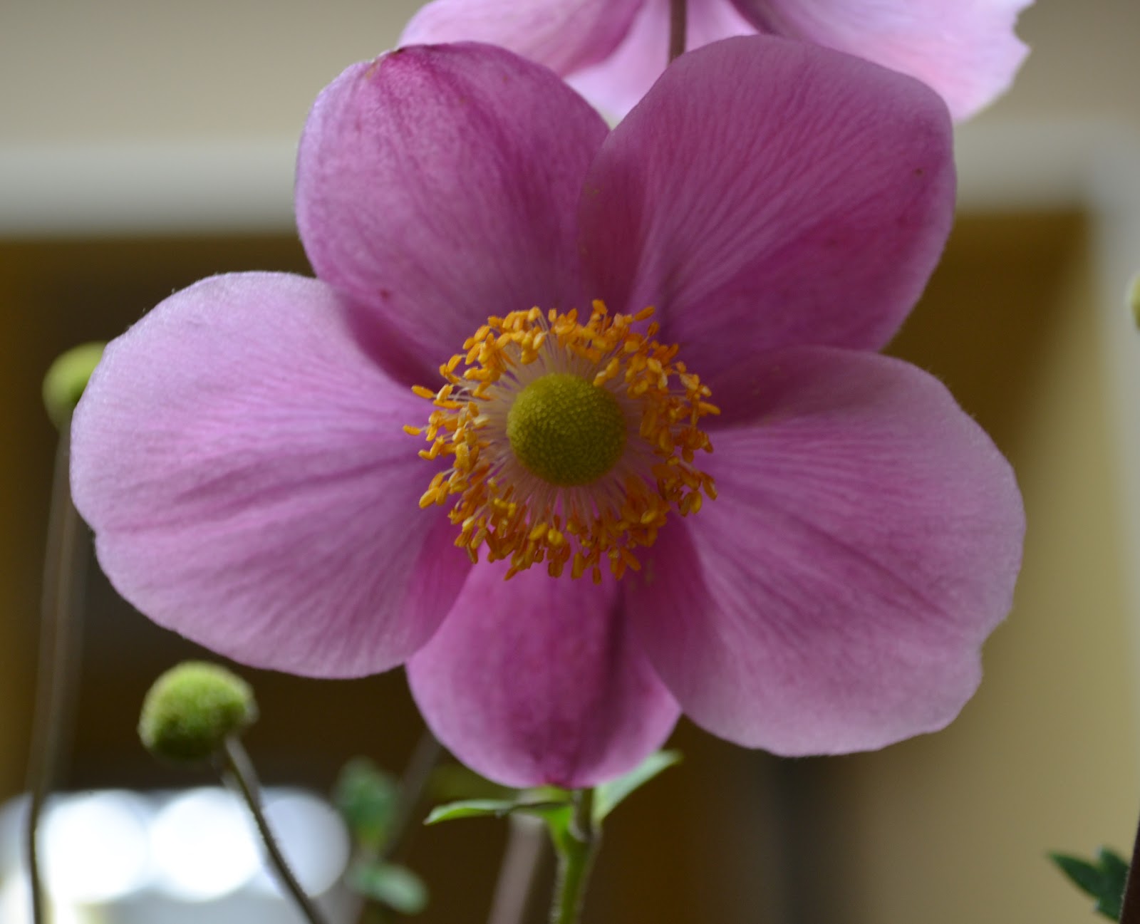 Growing Days Floral Friday Japanese Anemones.