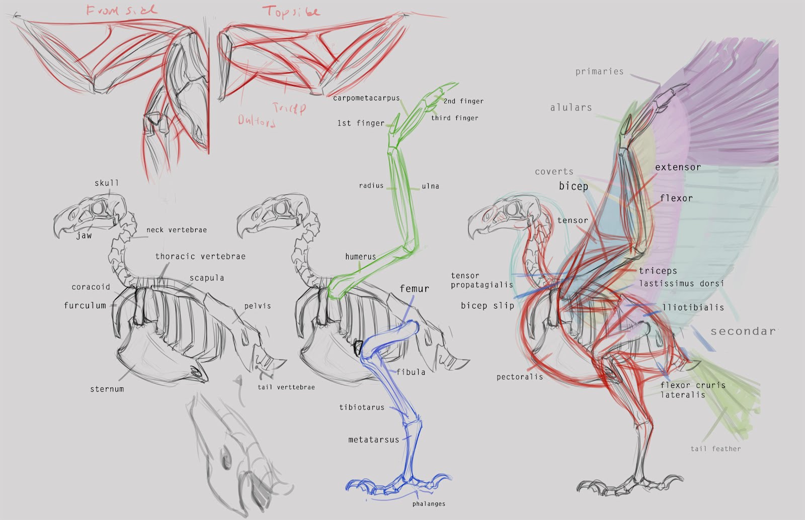 Concept Design Academy: "Animal Anatomy" with Jonathan Kuo~!!