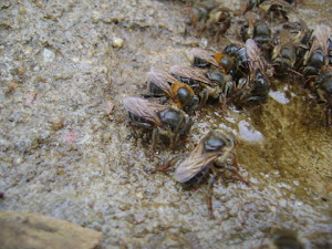 Melipona capixaba e bicolor