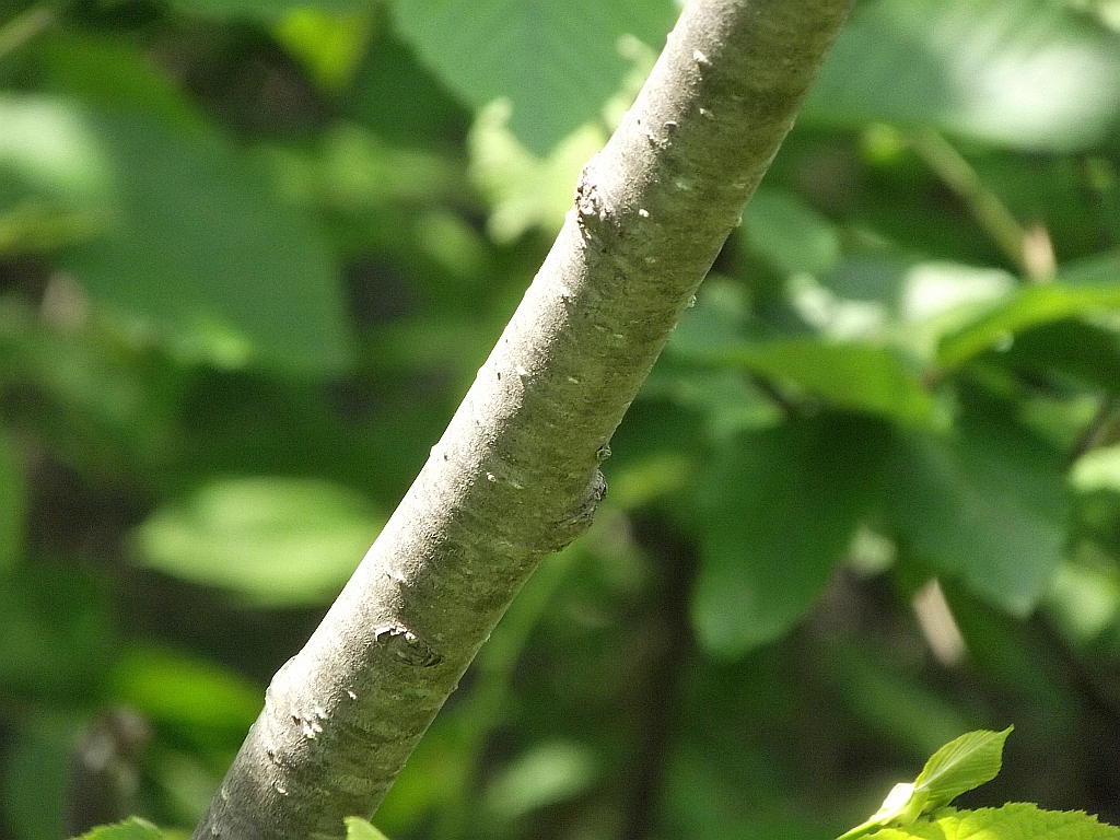 American Grouch Useful Trees & Shrubs of the North Woods (A Five Part