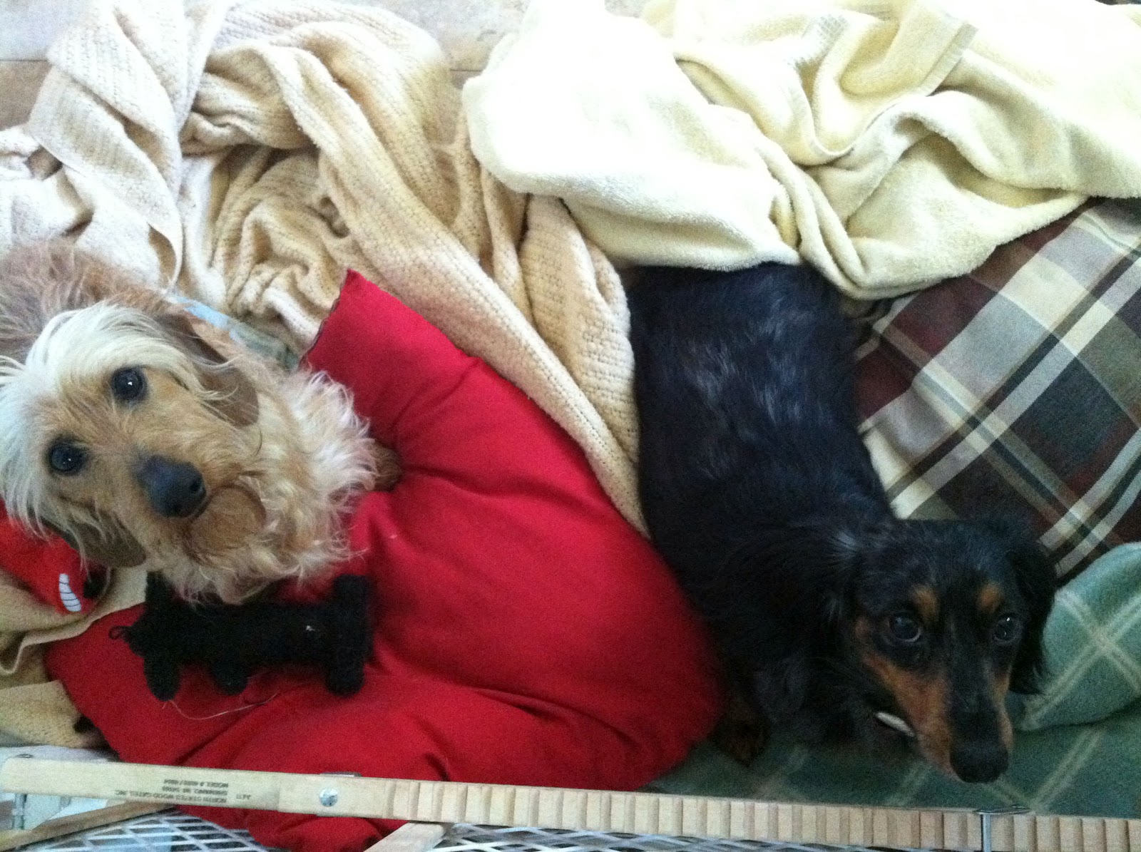 The Daily Frank Beans About The Dogs