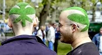 maconheiros pot head