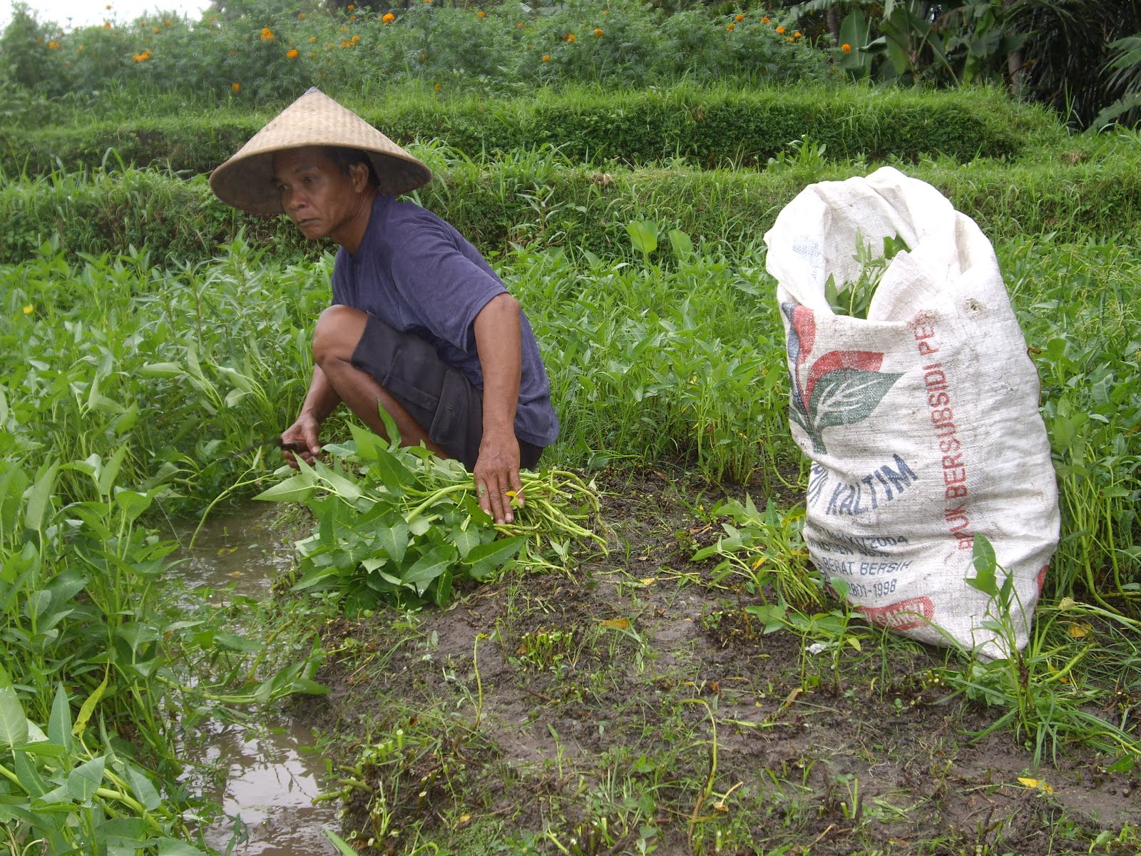 FARMER CUTS AND HARVESTS KANGKUNG LEAVES BY THE SIDE OF THE ROAD