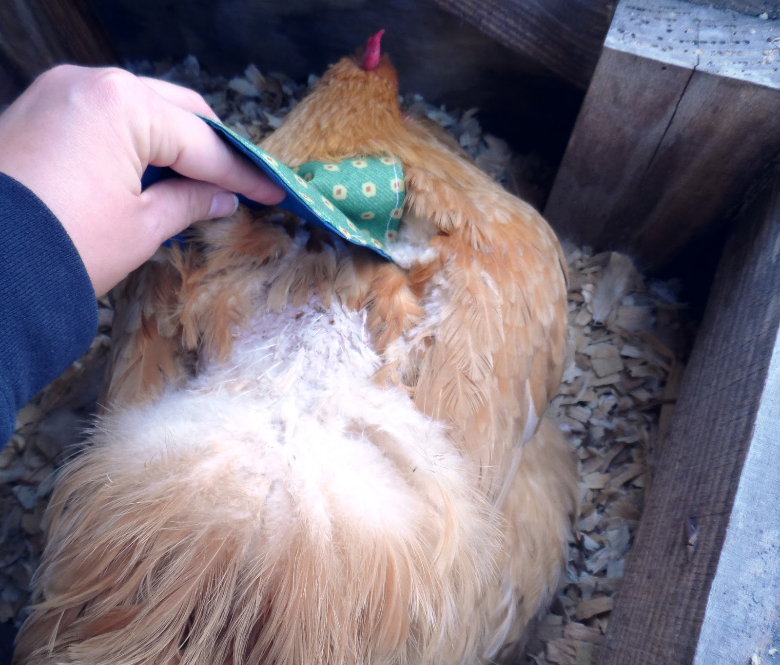 Sunflower Hill Homestead Hen Saddles