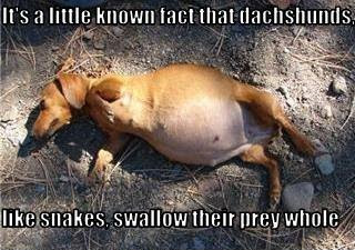 funny-dog-pictures-dachshunds-are-much-like-snakes.jpg