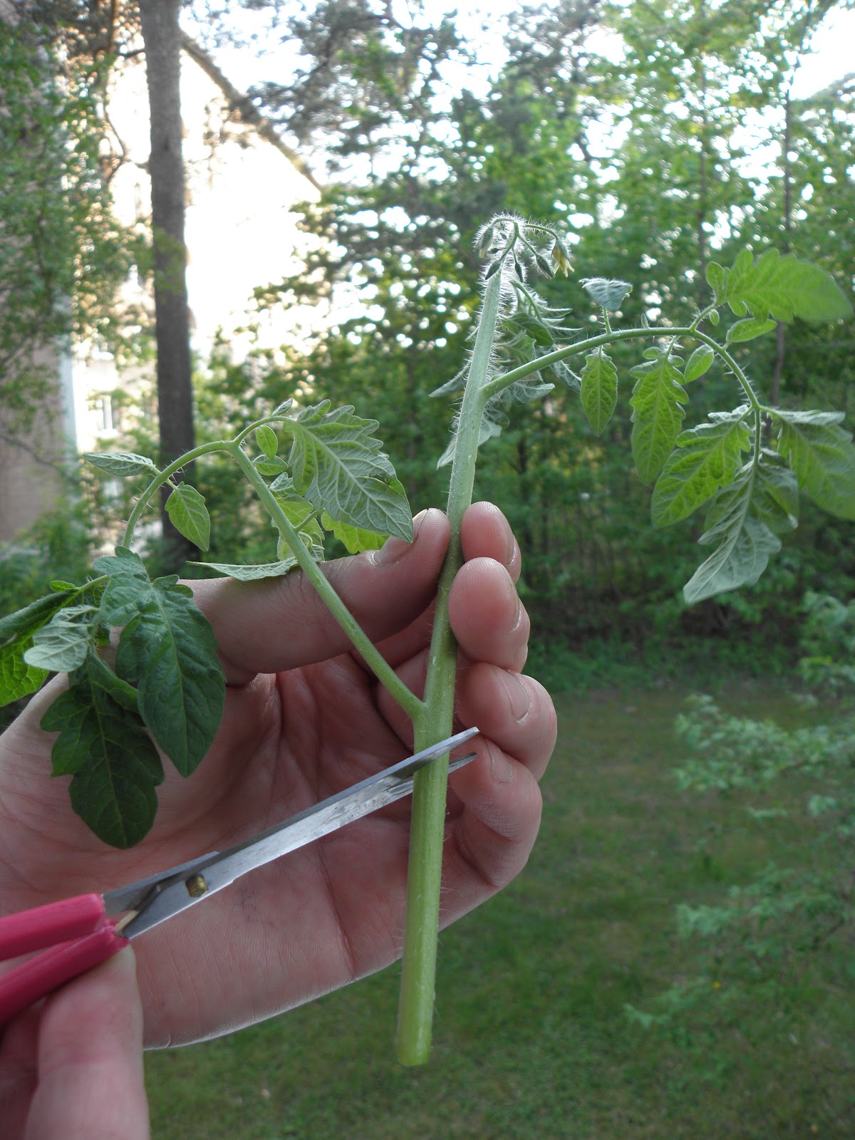 FARBROR GRÖN Sticklingsförökning av tomater. Instruktion