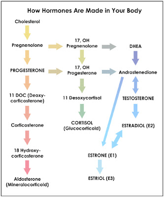 Testosterone metabolism pathway
