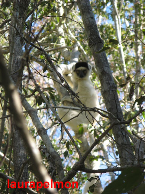 Un lémur sifaka en el Parque Nacional de Zombitse-Vohibasia