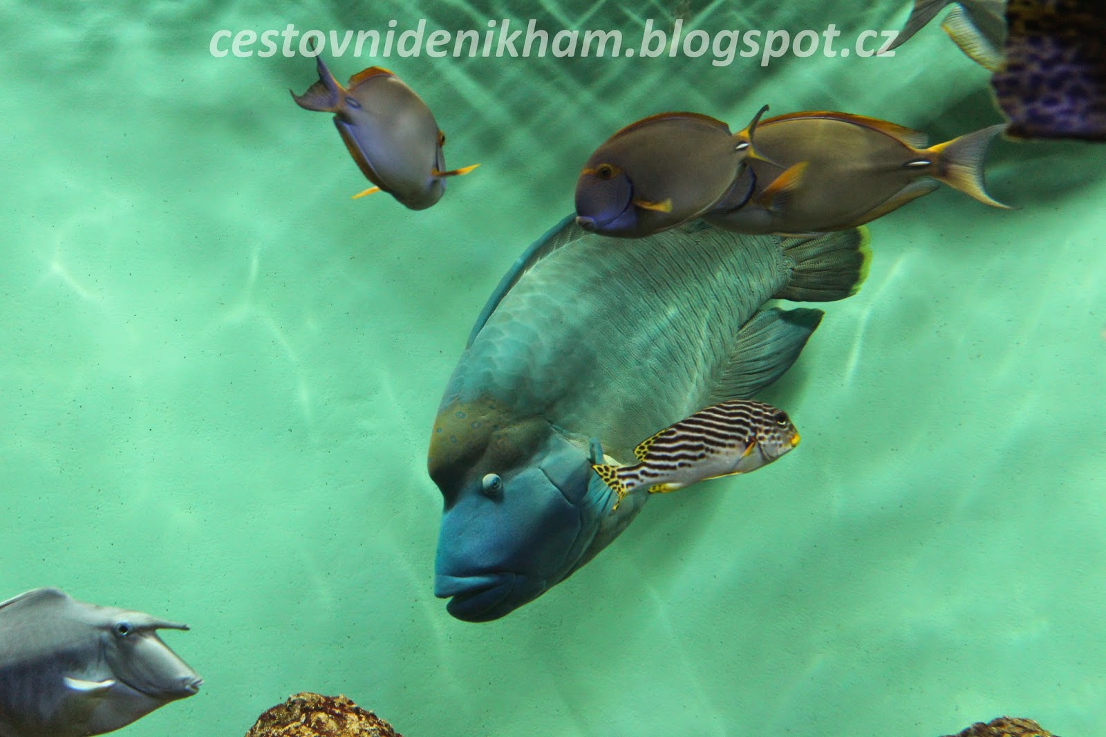 tokijský mořský svět okyo Sea Life Park