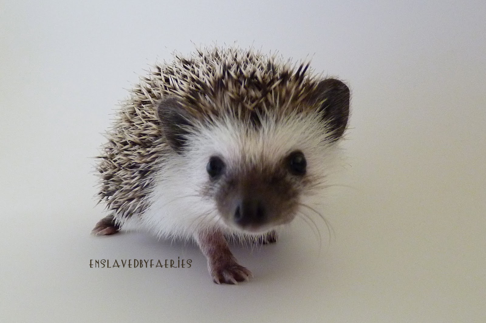 Prickle Pets Prickle Pics Poppy 7 Weeks