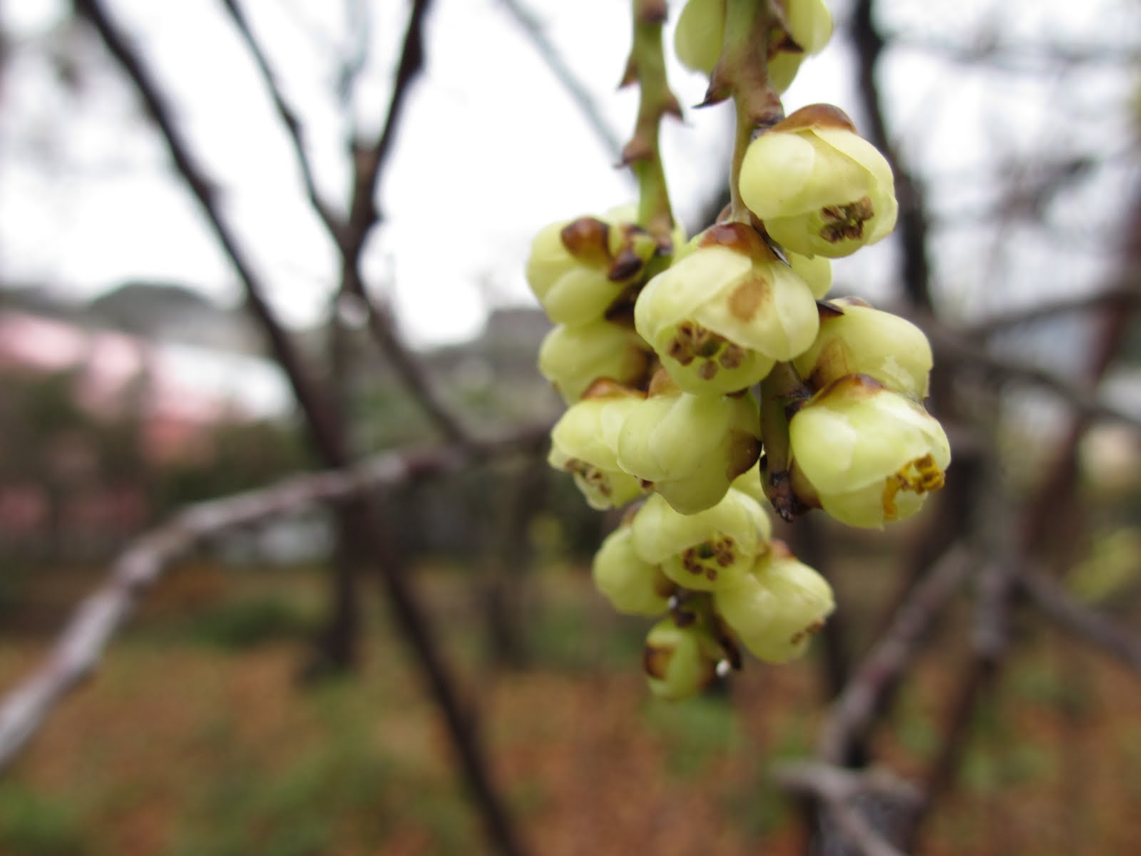 ちくし法律事務所 の日常 キブシ ｂｙ 花も好きな福岡の弁護士