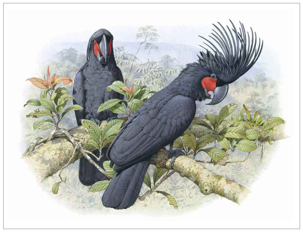 black palm cockatoo new hd wallpapers 2013 top hd black palm cockatoo new hd wallpapers 2013 top hd