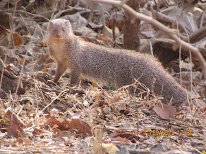Juvenile Mongoose:- Photo Mr Samir. Gulavane.