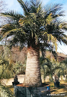 Palmeras Jubaea chilensis en los viveros de Barnaplant