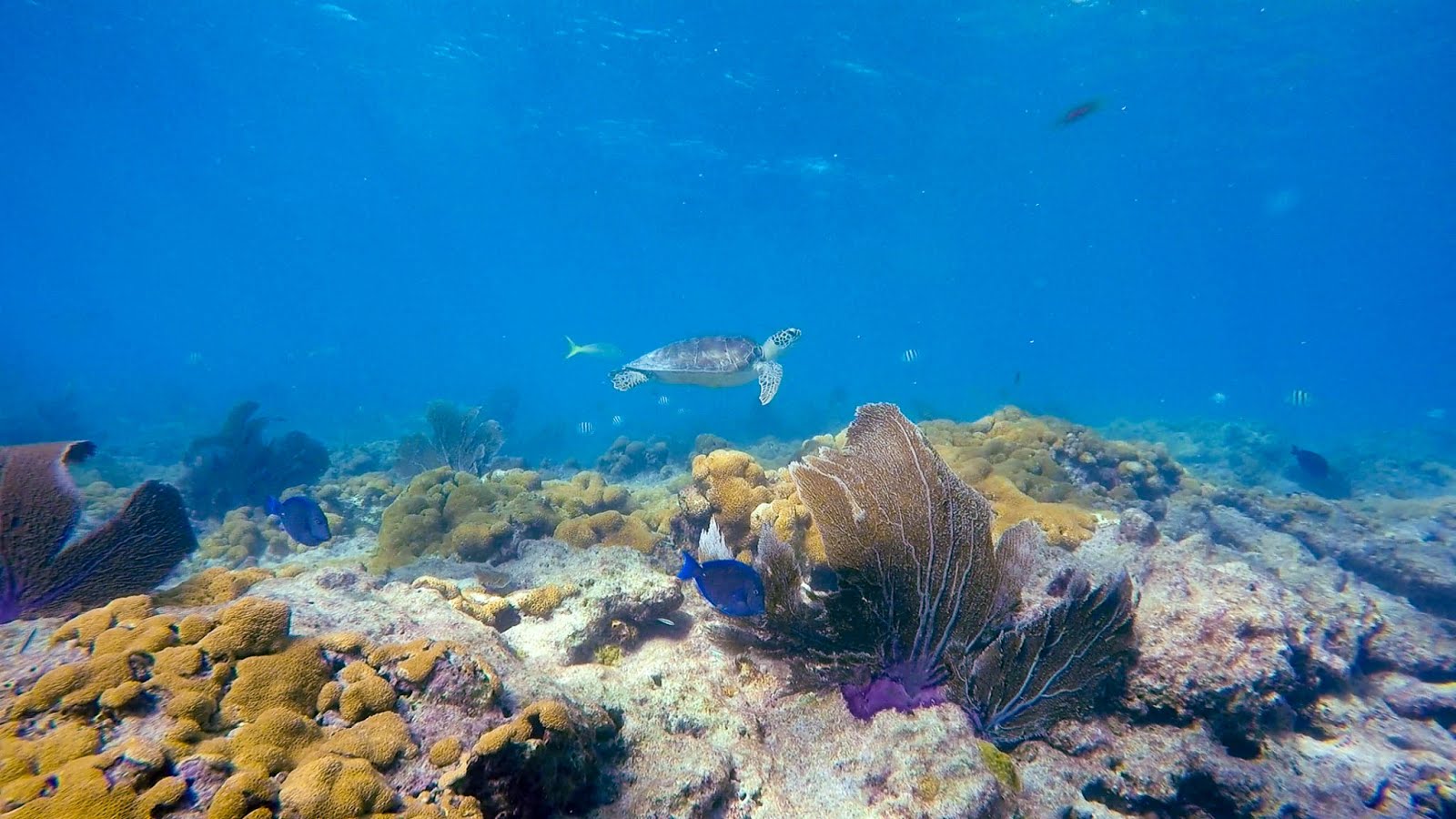 Diving Looe Key In The Florida Keys A 6 Dive Day! First Church of