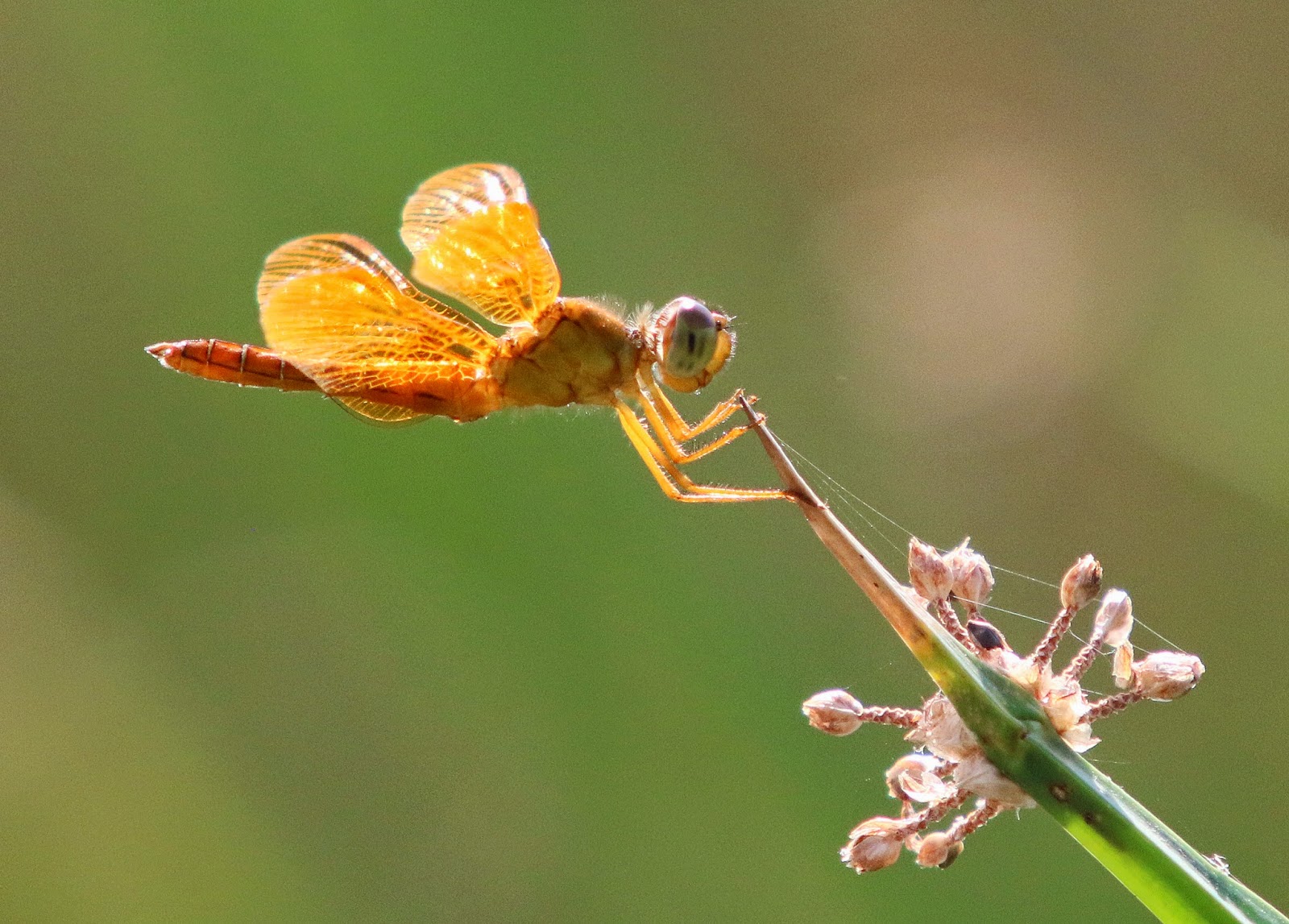 dragonfly, golden, Riparian Preserve,
