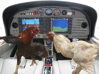 Cockfighting in the cockpit