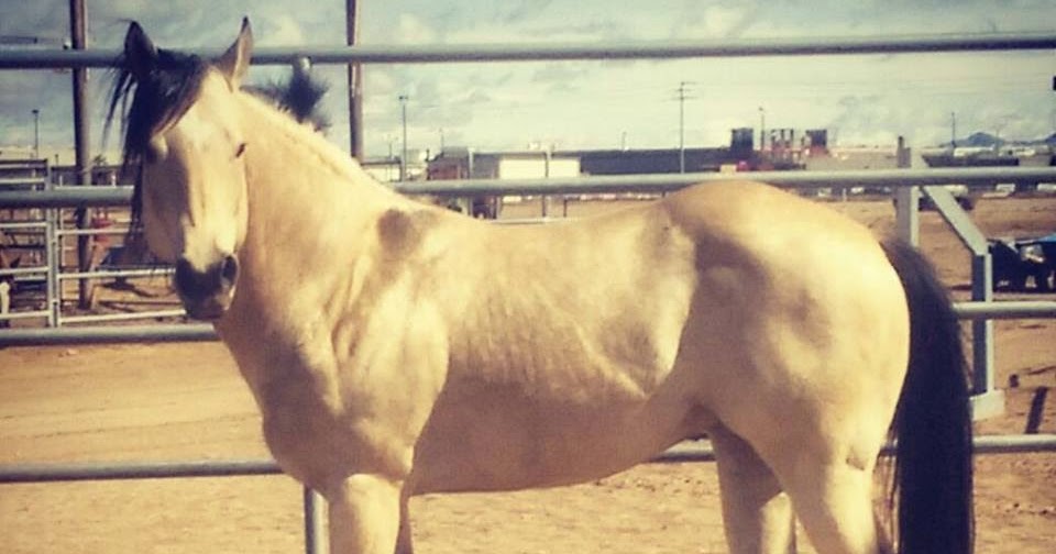 Whispering Horse Ranch Our Stallions