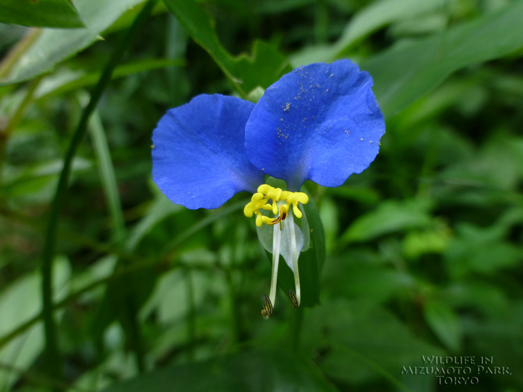水元公園の生き物 Wildlife In Mizumoto Park Tokyo ツユクサ Asiatic Dayflower