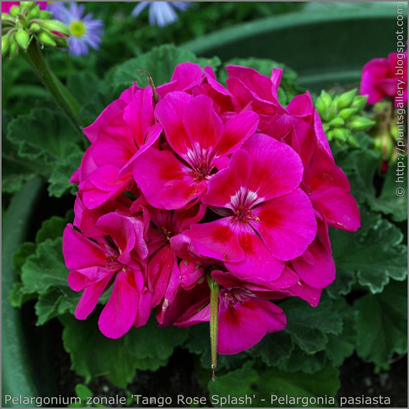 Pelargonium zonale 'Tango Rose Splash' flowers - Pelargonia pasiasta  'Tango Rose Splash'  kwiaty