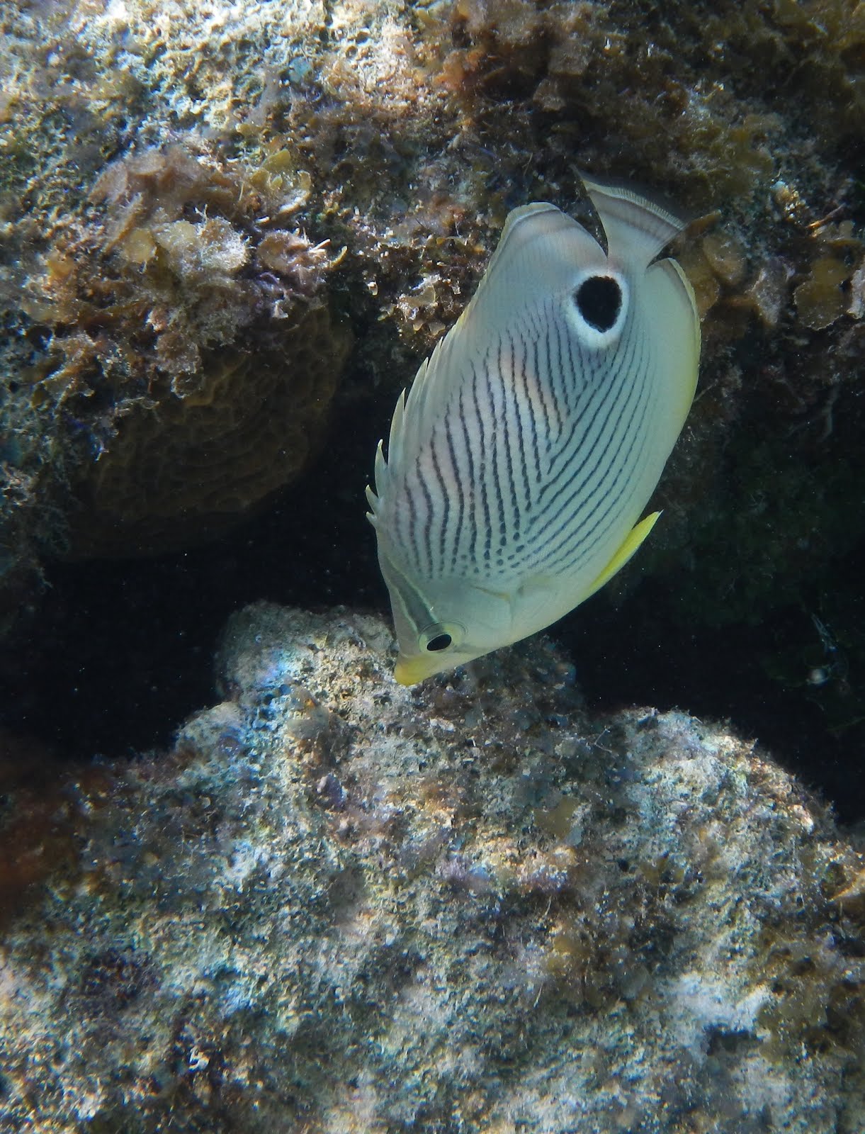 Four-eye Butterflyfish (Chaetodon capistratus)