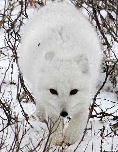 Arctic Fox Book Reviews