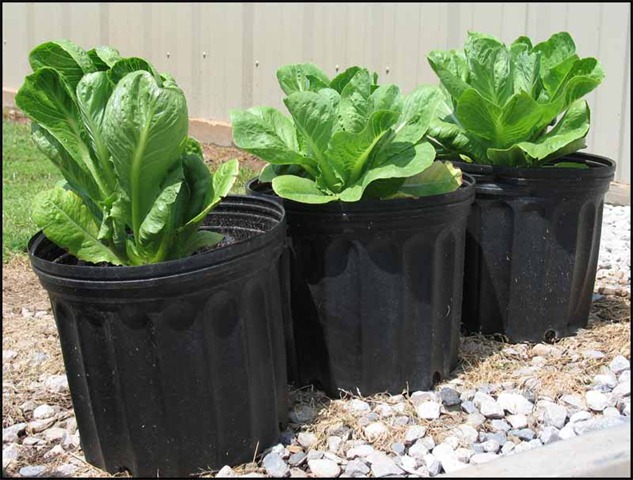 vriksha nursery mumbai s urban railway farms how safe are vriksha nursery mumbai s urban railway farms how safe are