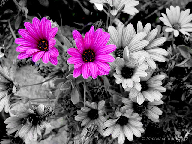 Da Bianco E Nero A Colori