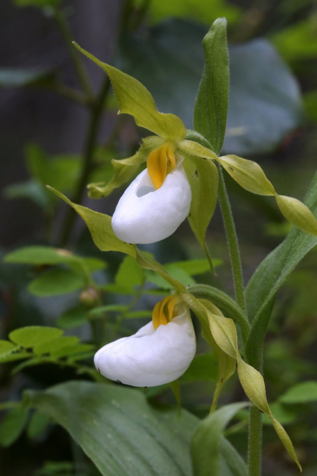 Native Orchids of the Pacific Northwest and the Canadian Rockies The