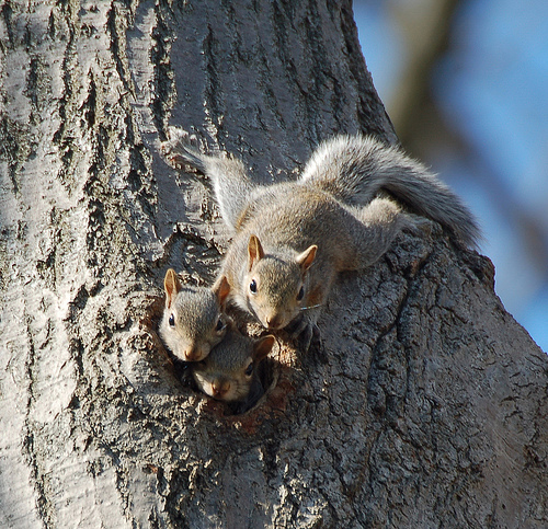 How many squirrels live in one nest?