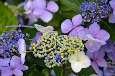 Hortenzija / Hydrangea