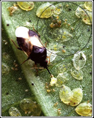 المكافحة الحيوية لذبابة القطن البيضاء Cotton whitefly الوصف المورفولوجي ودورة الحياة والمكافحة
