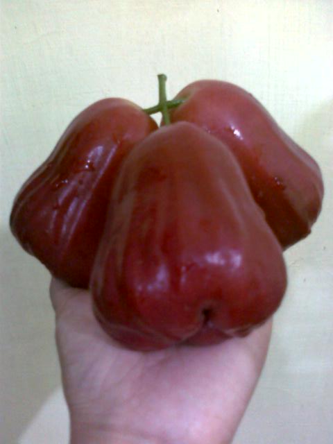 Bibit Buah Bunton Malang: Macam - macam Jambu Air