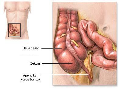 Lambung Maag Lambung Maag Seputar Kesehatan Bukan Maag Tapi Penyakit Usus Buntu Sekum Secum