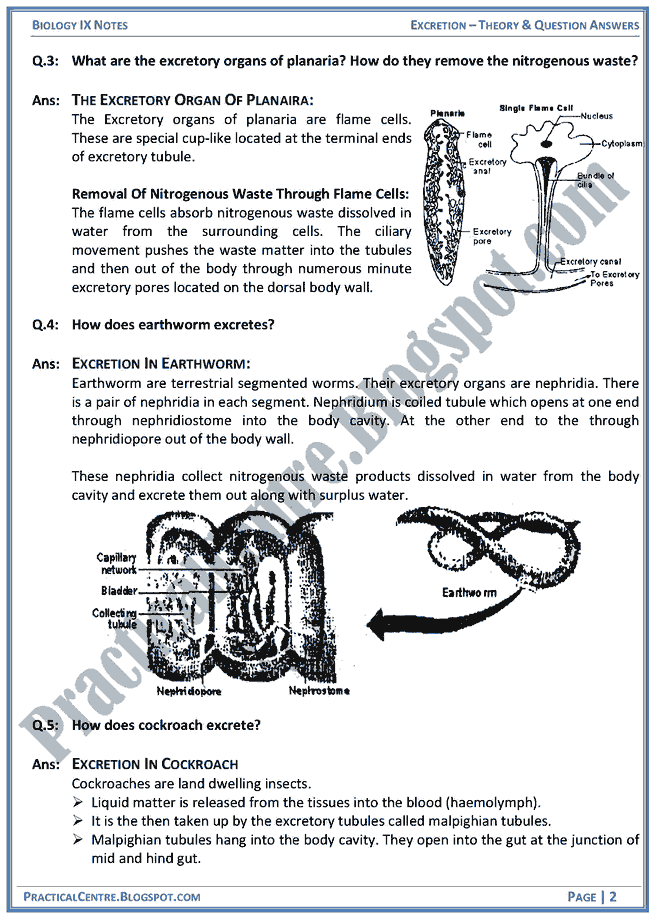 excretion-theory-and-question-answers-biology-ix