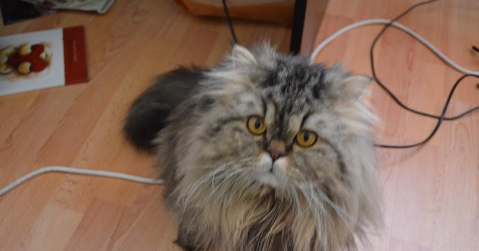 Genç Adamsın (Cebinde Bulunsun) Kahraman Kedi Gazanfer