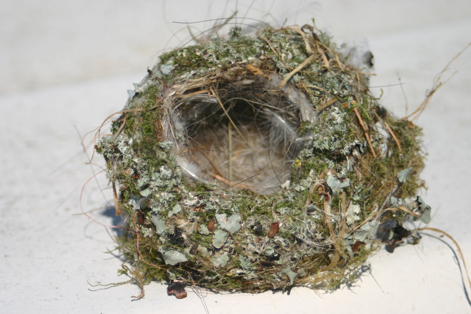 Chateau Moorhen Sheep, winter jobs and birds' nests