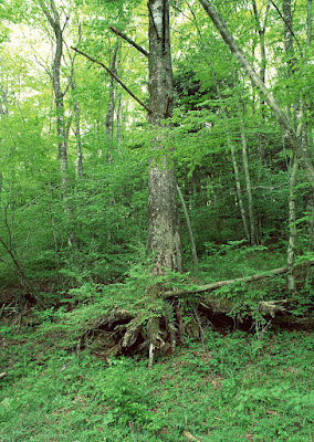 The Tree Pictures ~ Hits All