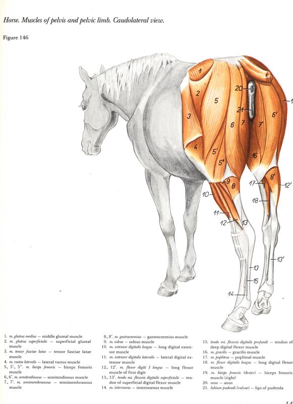 libro caballo de troya 7 pdf