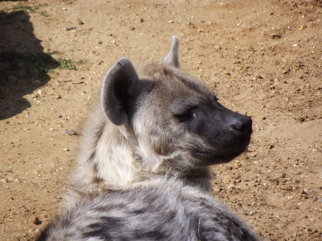 Orangemayhem: Featured animal: Spotted Hyena